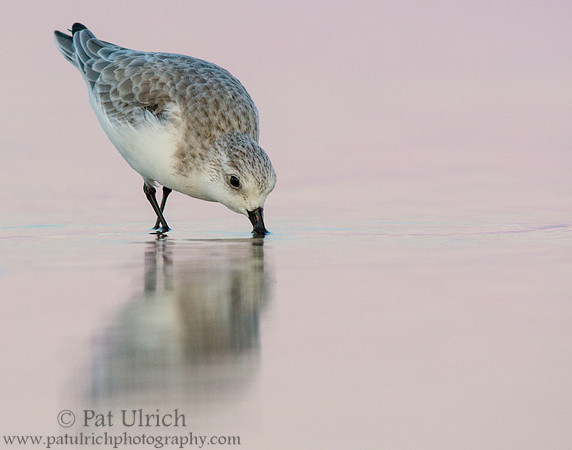 Sanderling feeding at dusk