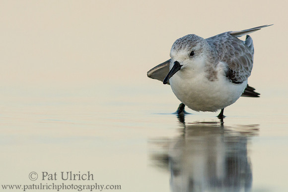 Sanderling stretch at sunset