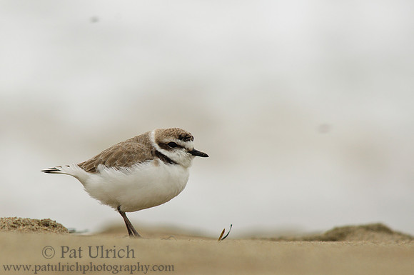 Western snowy plover in Point Reyes