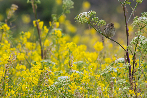 Sparrow and summer wildflowers