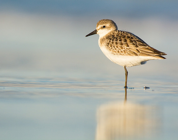 Least sandpiper on smooth sand
