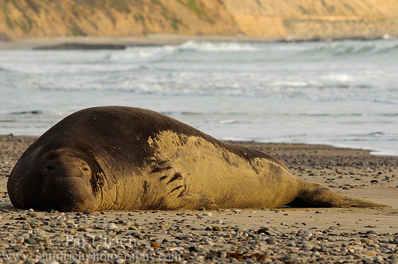 The whole seal