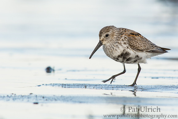 Dunlin stepping across the sand