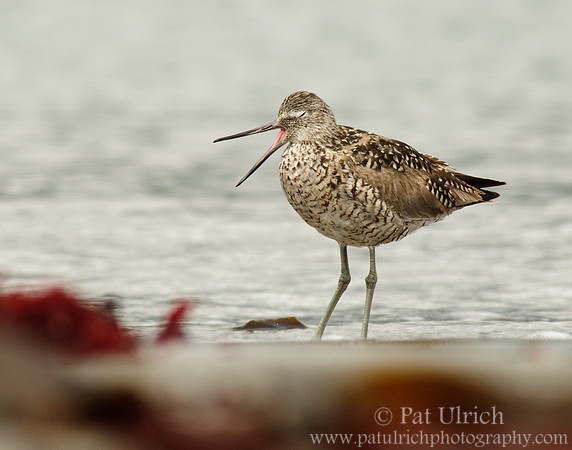 Yawning willet