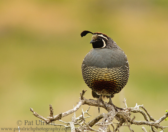 Quail on gnarled branches