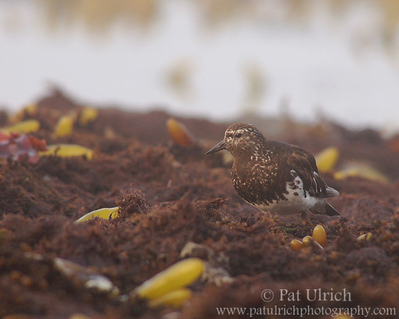 Intertidal turnstone