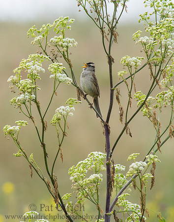 Sparrow singing along Kehoe Beach Trail
