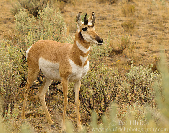 Pronghorn in the sagebrush