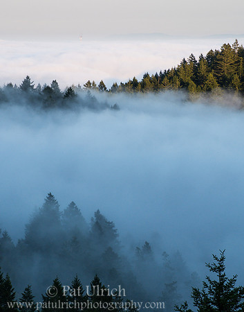 Fog rolls over the hillside