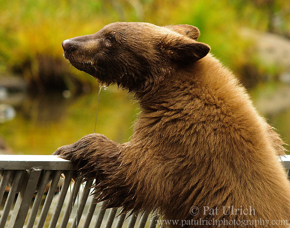 Cub along the fence