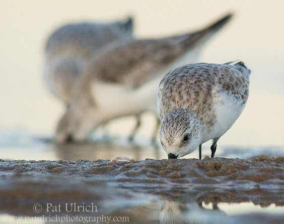 Sanderlings feeding as the light fades