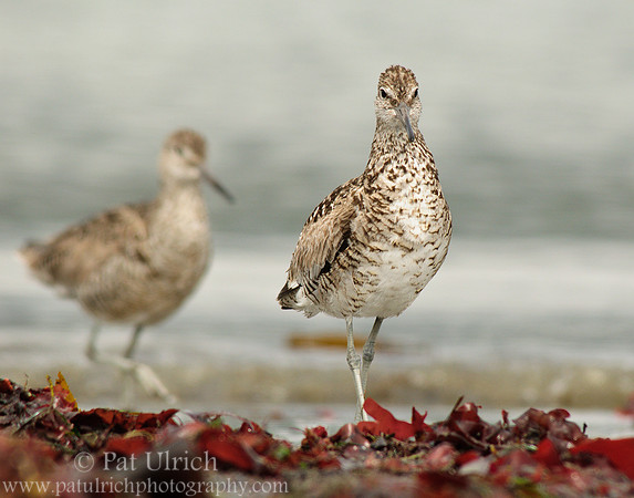 Willet stare