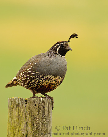 Quail set against a background of green
