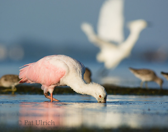 Bird scene from a tidal pool