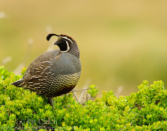 Quail on coyote brush with branches behind (horizontal)