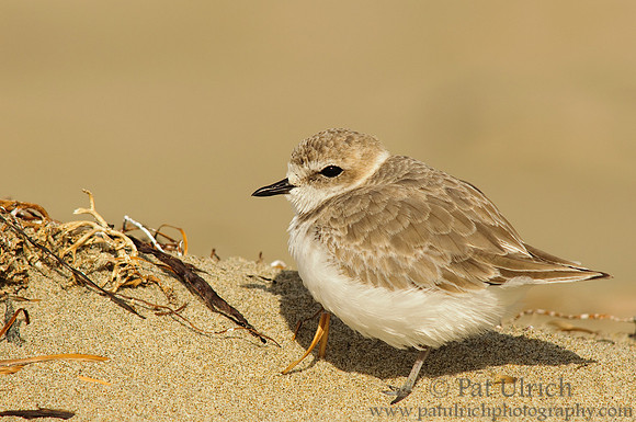 Western snowy plover
