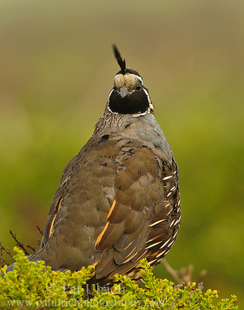 Quail looking backwards