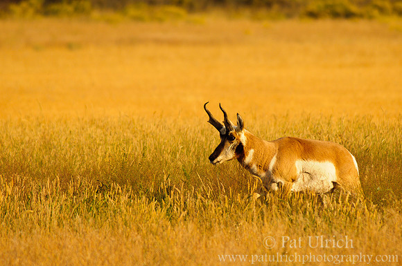 Pronghorn buck, late light