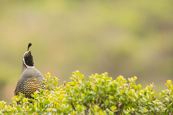 Quail calling from coyote brush