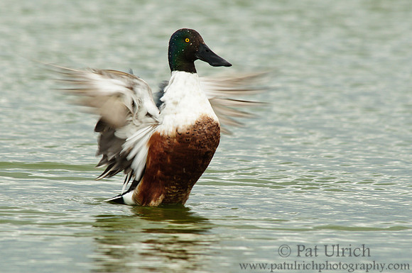 Northern shoveler drake
