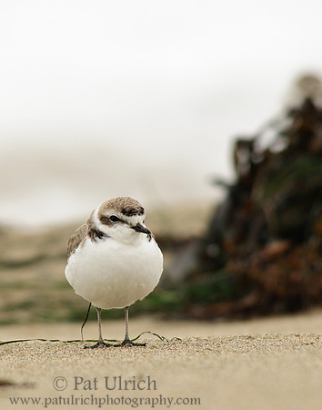 Western snowy plover in Point Reyes