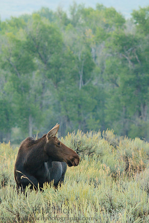 Attentive mother moose