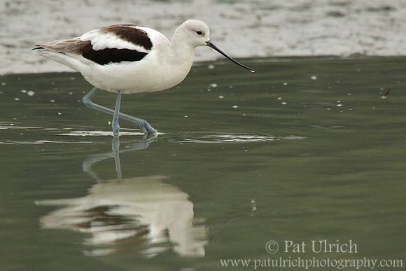Avocet in the marsh