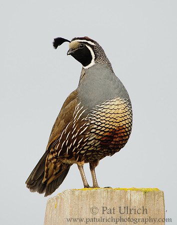 Coy quail