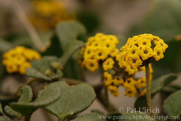 Yellow sand verbena