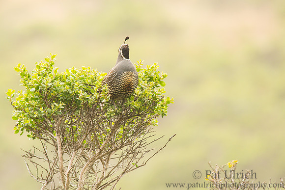 California quail calling across the valley