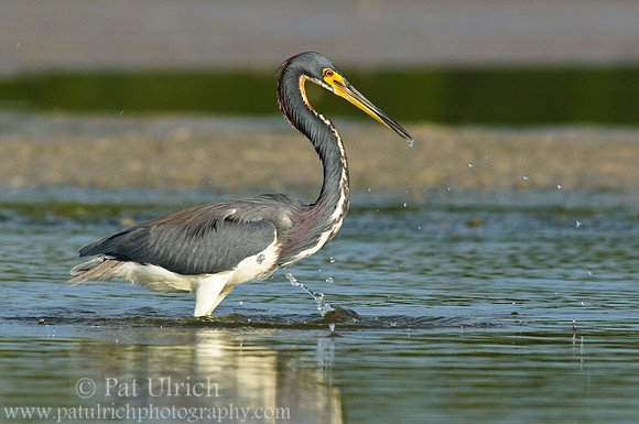 Tricolored heron strike
