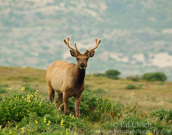 Velvet bull on the hillside