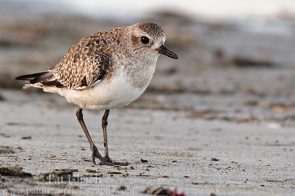 Black-bellied plover, winter plumage
