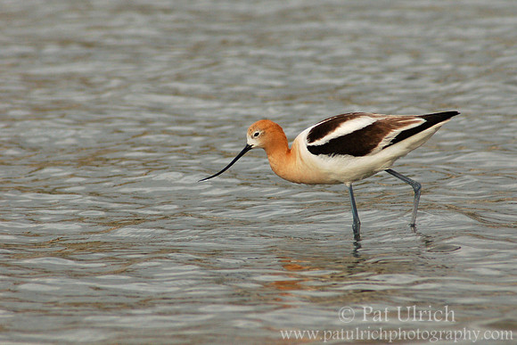 Graceful avocet