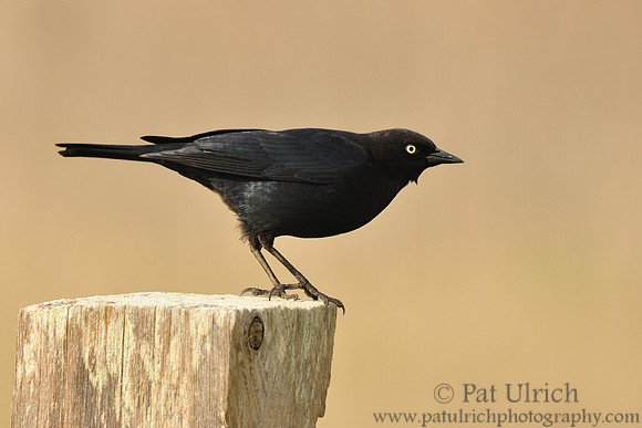 Blackbird at Ano Nuevo #1
