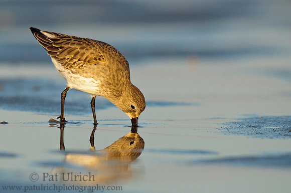 Dunlin with reflection
