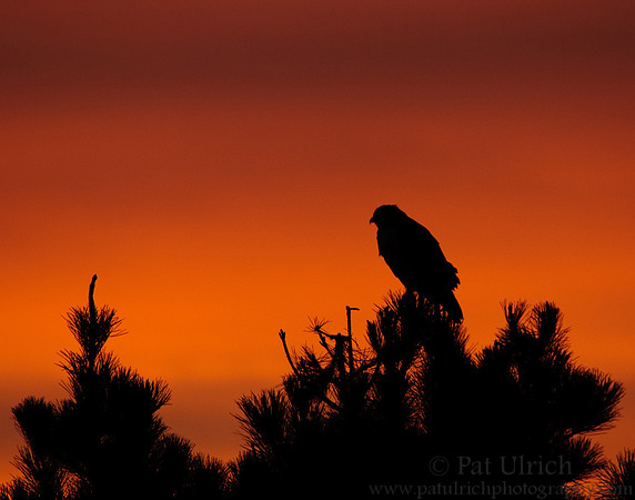 Sunrise watchman