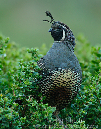 Noble quail in the bushes