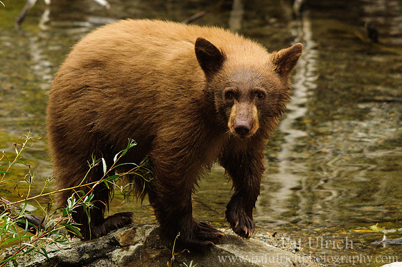 Black bear cub's wary glance