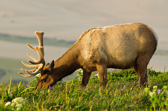 Grazing elk