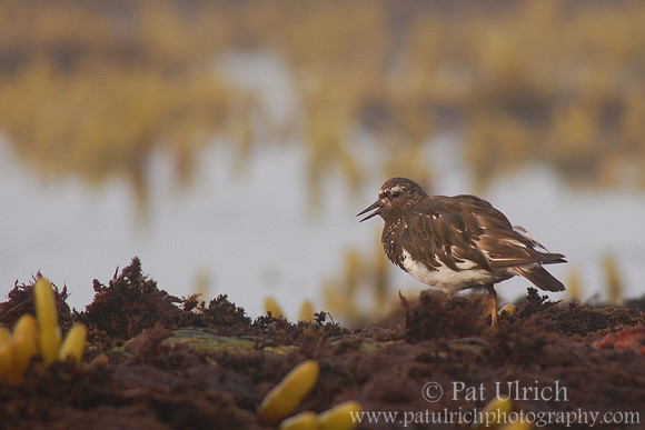 Black turnstone