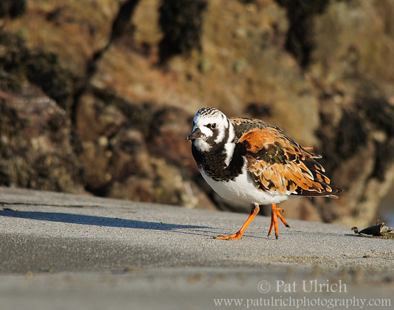 Strolling turnstone