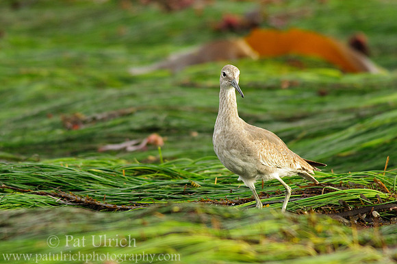 Intertidal willet