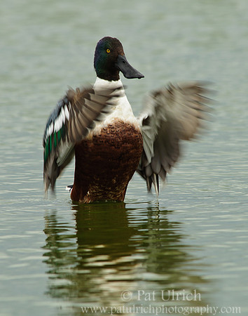 Shoveler wing flap