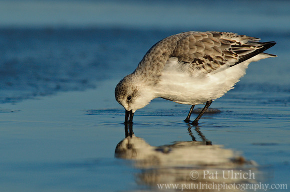 Sanderling at Sunrise