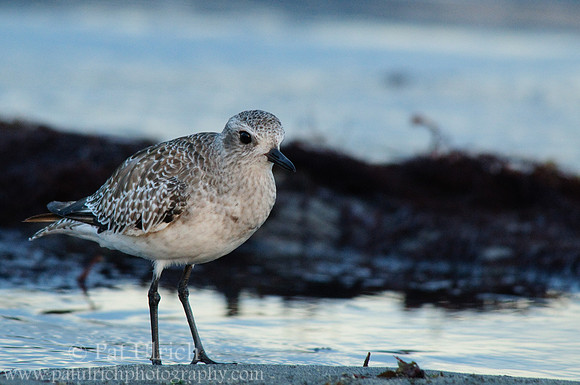 Plover after sunset