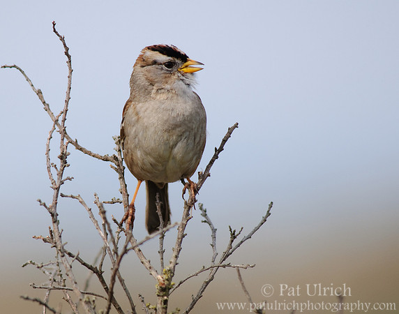 White-crowned sparrow