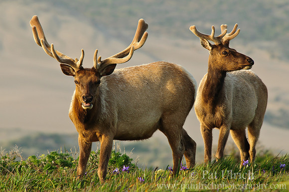 Tule elk in velvet & late light