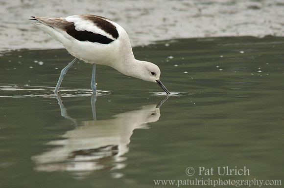 Feeding avocet