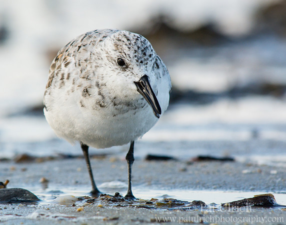 Sanderling swallows a clam